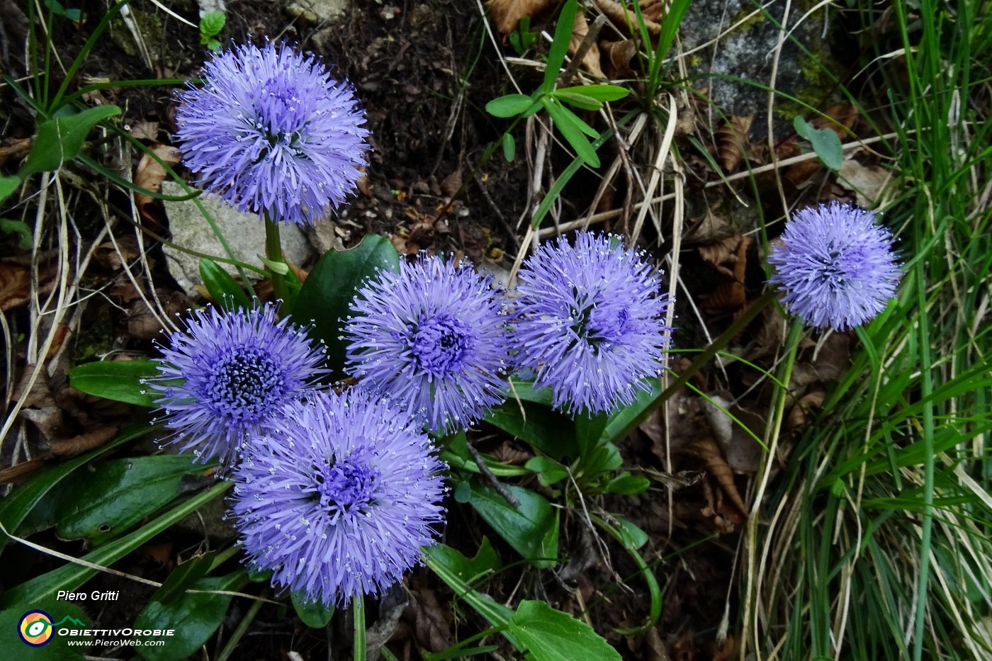 26 Vedovella celeste (Globularia cordifolia)  .JPG -                                